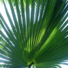 Conservatory Palm