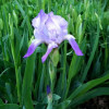 First Iris 
